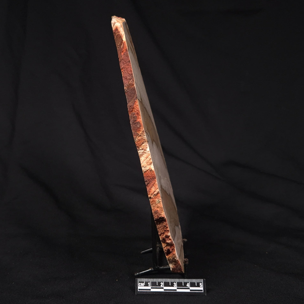 CAMOOWEAL DOLOSTONE CHERT MICROBIAL, Middle Cambrian, Australia ZCD015