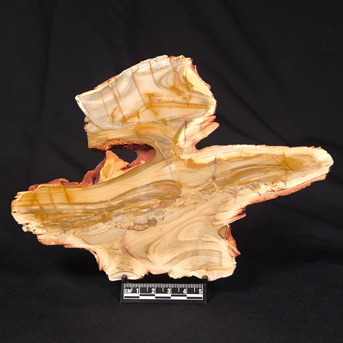 CAMOOWEAL DOLOSTONE CHERT MICROBIAL, Middle Cambrian, Australia ZCD016