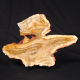 CAMOOWEAL DOLOSTONE CHERT MICROBIAL, Middle Cambrian, Australia ZCD016