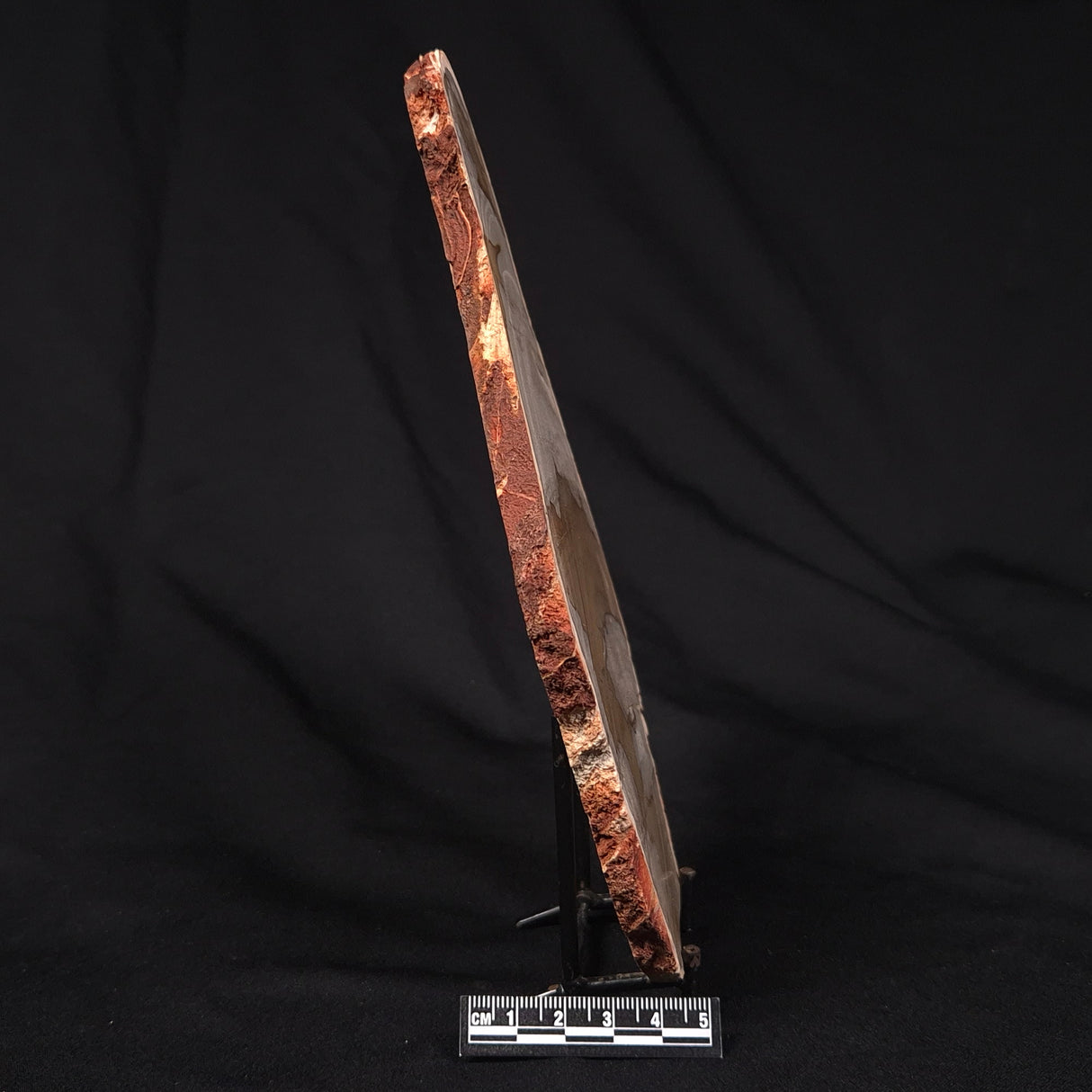 CAMOOWEAL DOLOSTONE CHERT MICROBIAL, Middle Cambrian, Australia ZCD017