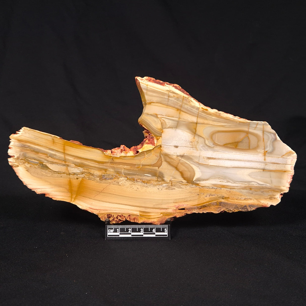 CAMOOWEAL DOLOSTONE CHERT MICROBIAL, Middle Cambrian, Australia ZCD018