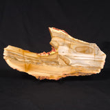 CAMOOWEAL DOLOSTONE CHERT MICROBIAL, Middle Cambrian, Australia ZCD018