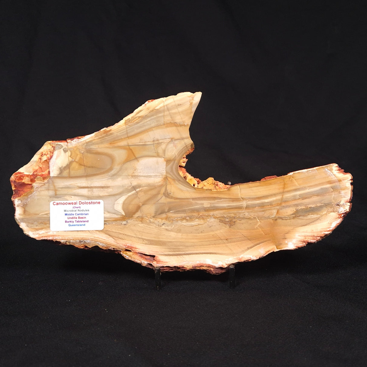 CAMOOWEAL DOLOSTONE CHERT MICROBIAL, Middle Cambrian, Australia ZCD018