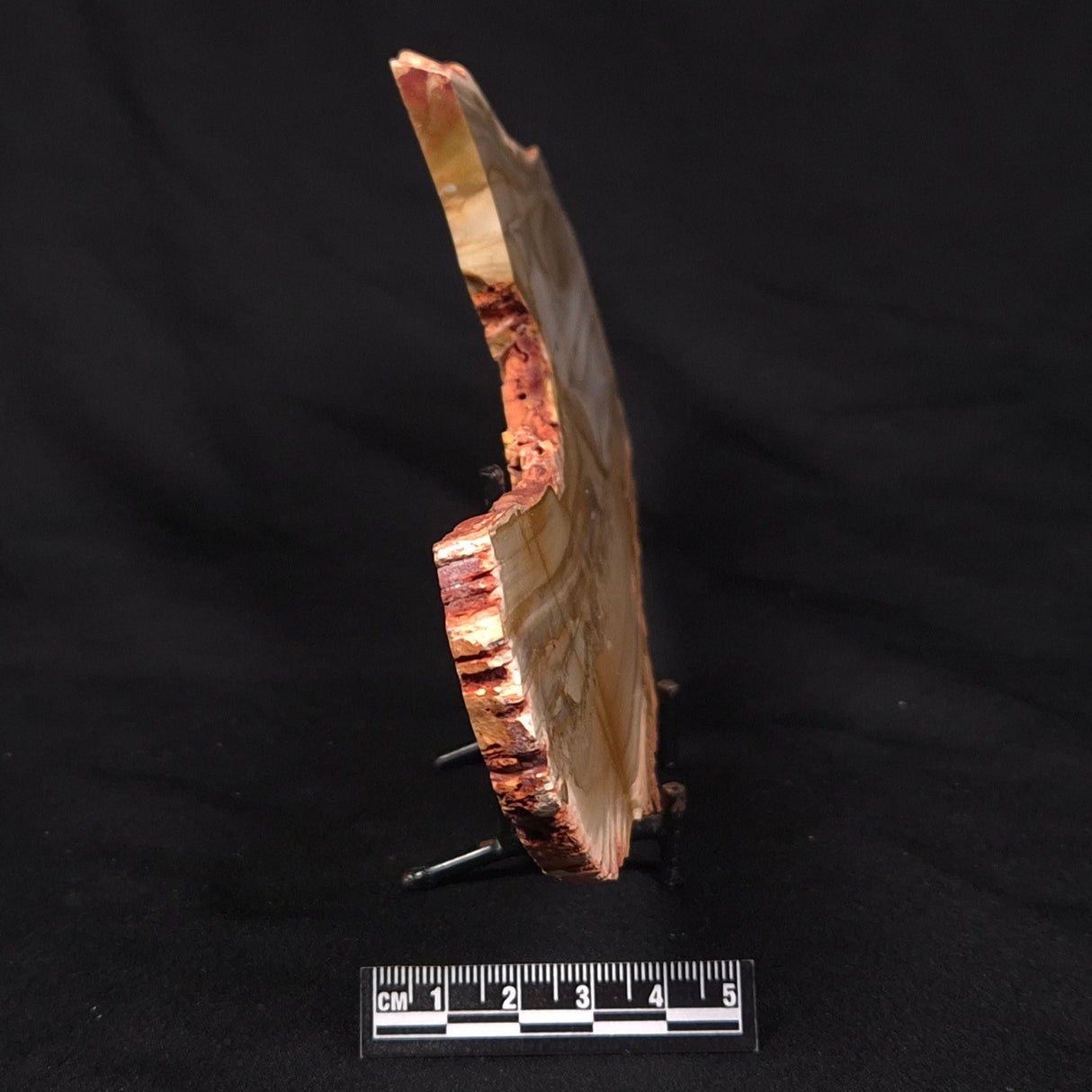 CAMOOWEAL DOLOSTONE CHERT MICROBIAL, Middle Cambrian, Australia ZCD018