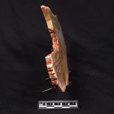 CAMOOWEAL DOLOSTONE CHERT MICROBIAL, Middle Cambrian, Australia ZCD018