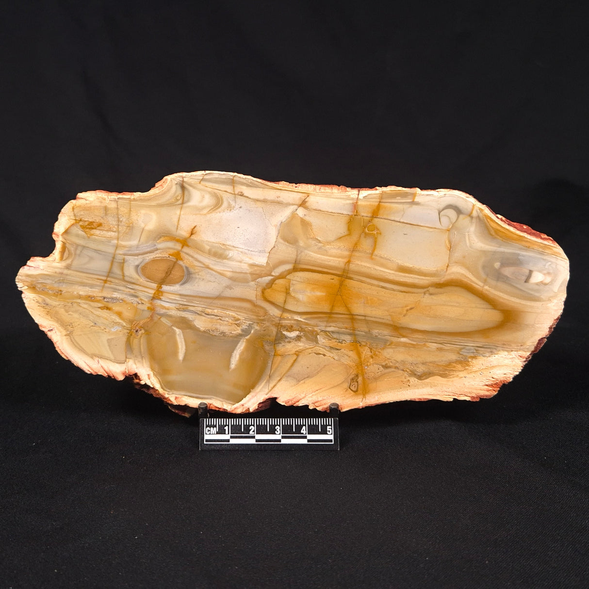 CAMOOWEAL DOLOSTONE CHERT MICROBIAL, Middle Cambrian, Australia ZCD019