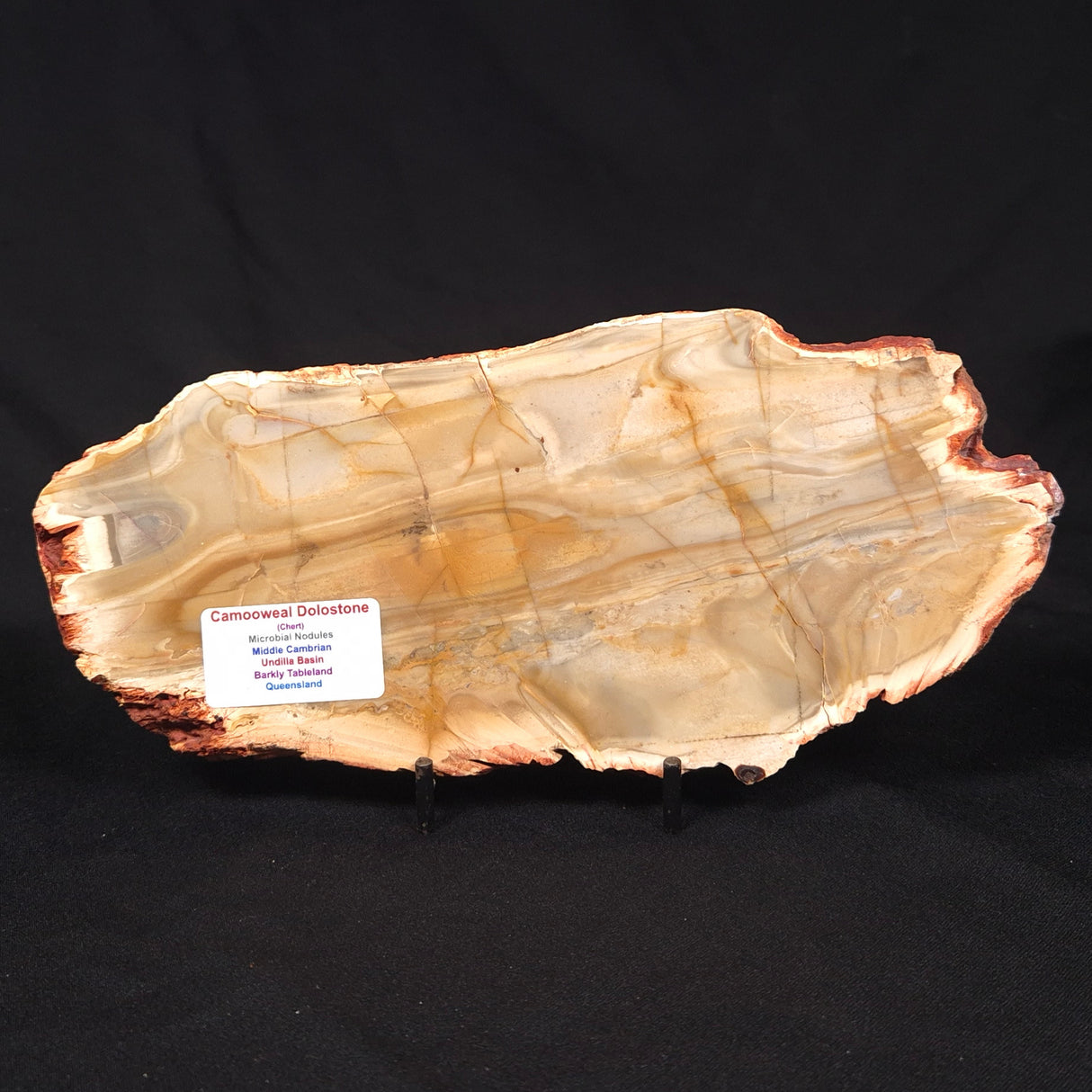 CAMOOWEAL DOLOSTONE CHERT MICROBIAL, Middle Cambrian, Australia ZCD019