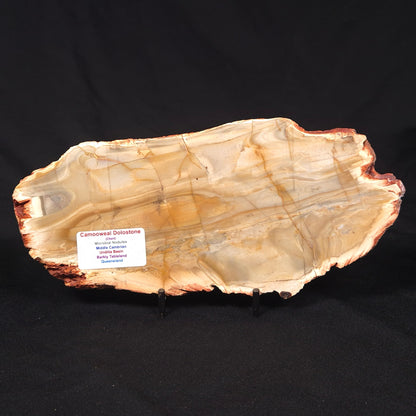 CAMOOWEAL DOLOSTONE CHERT MICROBIAL, Middle Cambrian, Australia ZCD019