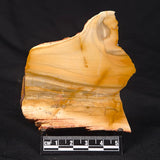 CAMOOWEAL DOLOSTONE CHERT MICROBIAL, Middle Cambrian, Australia ZCD020