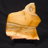 CAMOOWEAL DOLOSTONE CHERT MICROBIAL, Middle Cambrian, Australia ZCD020