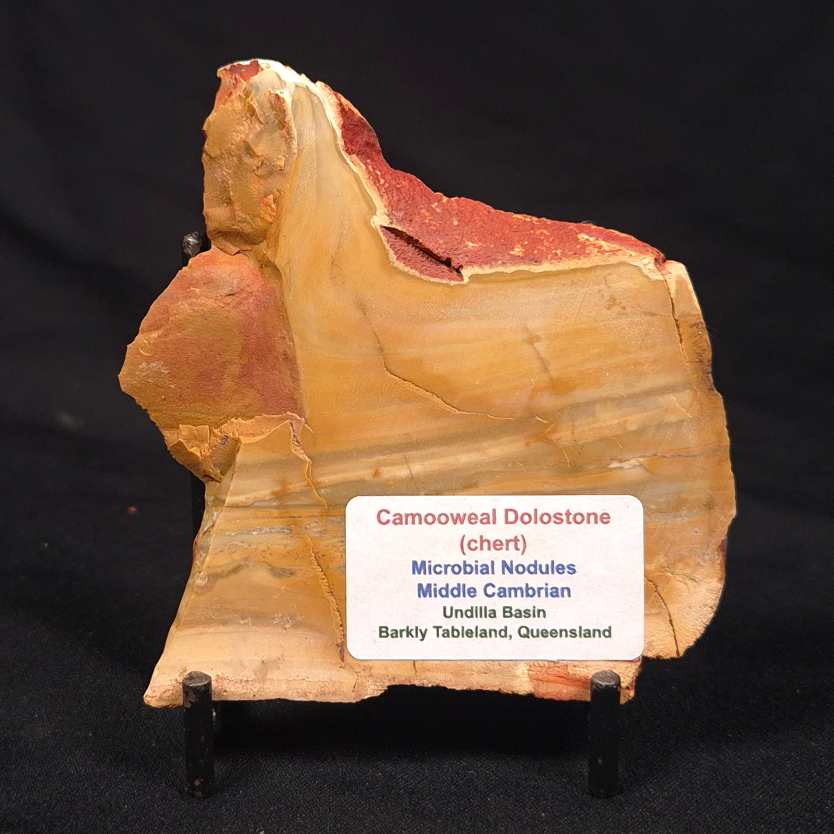 CAMOOWEAL DOLOSTONE CHERT MICROBIAL, Middle Cambrian, Australia ZCD020