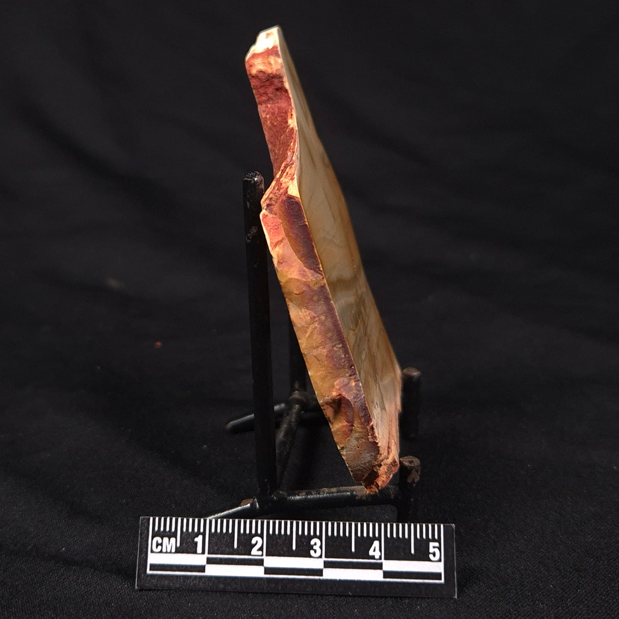 CAMOOWEAL DOLOSTONE CHERT MICROBIAL, Middle Cambrian, Australia ZCD020