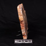 STROMATOLITE MICROBIAL MAT, Archean, Dresser Formation, Australia ZDF018