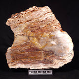STROMATOLITE MICROBIAL MAT, Archean, Dresser Formation, Australia ZDF019