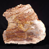 STROMATOLITE MICROBIAL MAT, Archean, Dresser Formation, Australia ZDF019