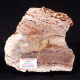 STROMATOLITE MICROBIAL MAT, Archean, Dresser Formation, Australia ZDF019