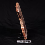 STROMATOLITE MICROBIAL MAT, Archean, Dresser Formation, Australia ZDF019