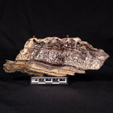 STROMATOLITE MICROBIAL MAT, Archean, Dresser Formation, Australia ZDF021