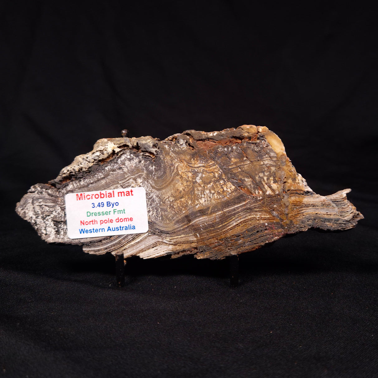 STROMATOLITE MICROBIAL MAT, Archean, Dresser Formation, Australia ZDF021