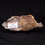 STROMATOLITE MICROBIAL MAT, Archean, Dresser Formation, Australia ZDF021