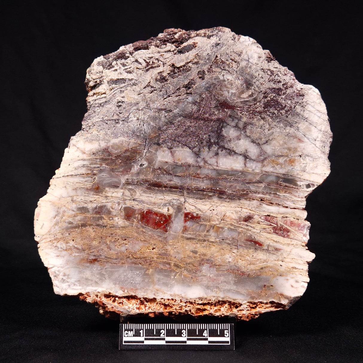 STROMATOLITE MICROBIAL MAT, Archean, Dresser Formation, Australia ZDF022