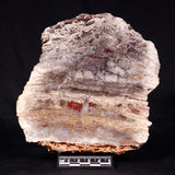 STROMATOLITE MICROBIAL MAT, Archean, Dresser Formation, Australia ZDF022