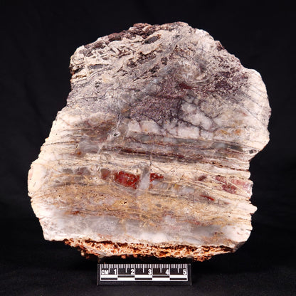 STROMATOLITE MICROBIAL MAT, Archean, Dresser Formation, Australia ZDF022