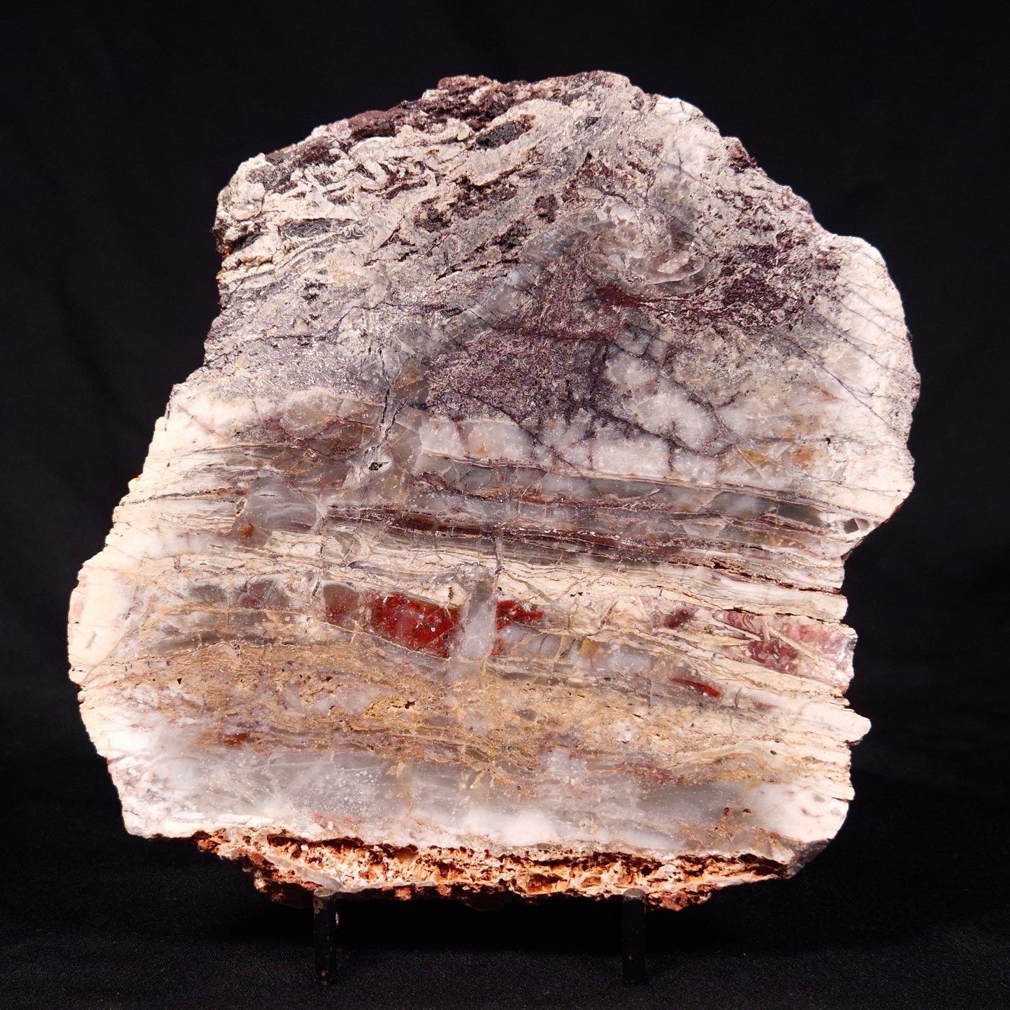 STROMATOLITE MICROBIAL MAT, Archean, Dresser Formation, Australia ZDF022