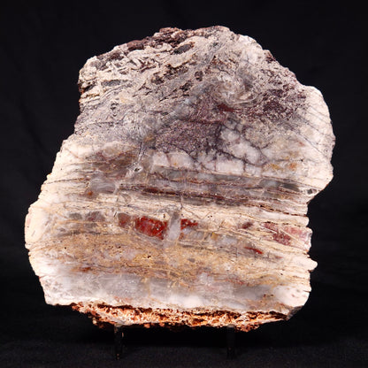 STROMATOLITE MICROBIAL MAT, Archean, Dresser Formation, Australia ZDF022