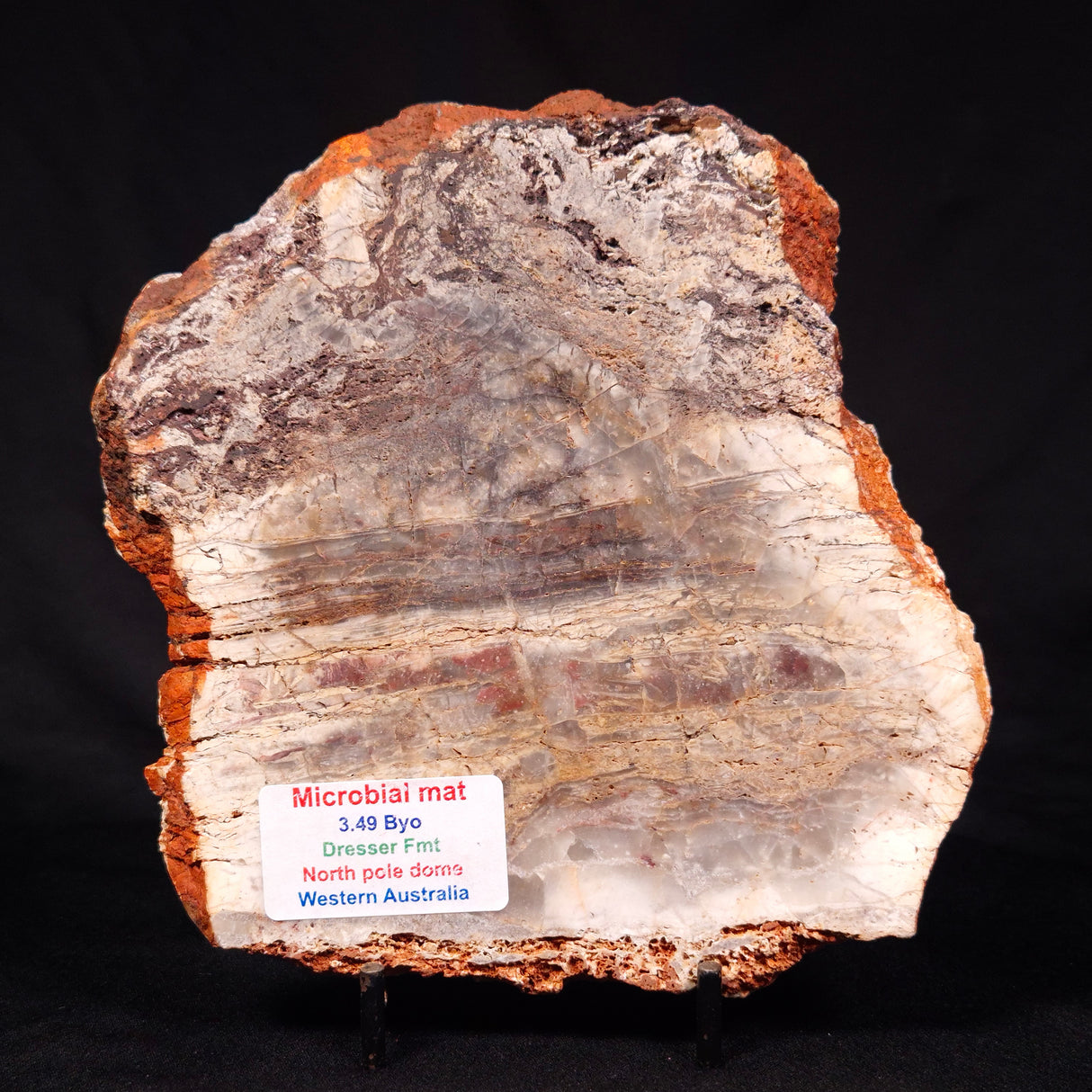 STROMATOLITE MICROBIAL MAT, Archean, Dresser Formation, Australia ZDF022