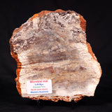 STROMATOLITE MICROBIAL MAT, Archean, Dresser Formation, Australia ZDF022