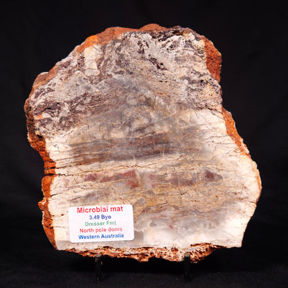 STROMATOLITE MICROBIAL MAT, Archean, Dresser Formation, Australia ZDF022