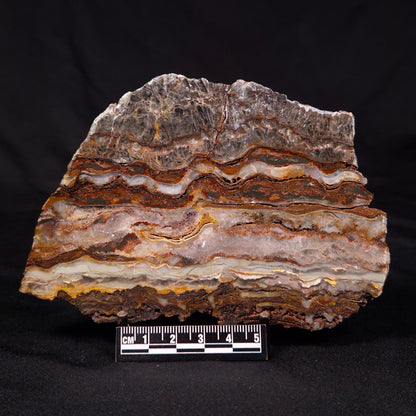 STROMATOLITE MICROBIAL MAT, Archean, Dresser Formation, Australia ZDF023