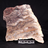 STROMATOLITE MICROBIAL MAT, Archean, Dresser Formation, Australia ZDF024