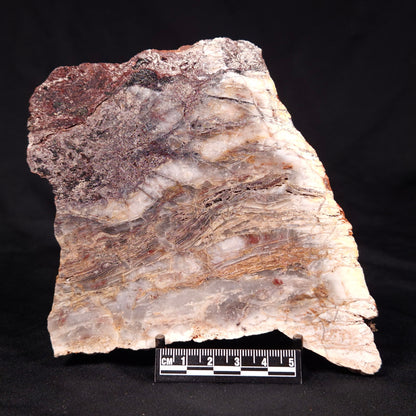 STROMATOLITE MICROBIAL MAT, Archean, Dresser Formation, Australia ZDF024