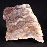 STROMATOLITE MICROBIAL MAT, Archean, Dresser Formation, Australia ZDF024