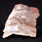 STROMATOLITE MICROBIAL MAT, Archean, Dresser Formation, Australia ZDF024