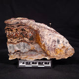 STROMATOLITE MICROBIAL MAT, Archean, Dresser Formation, Australia ZDF025