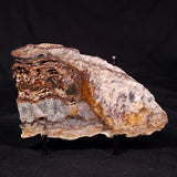 STROMATOLITE MICROBIAL MAT, Archean, Dresser Formation, Australia ZDF025