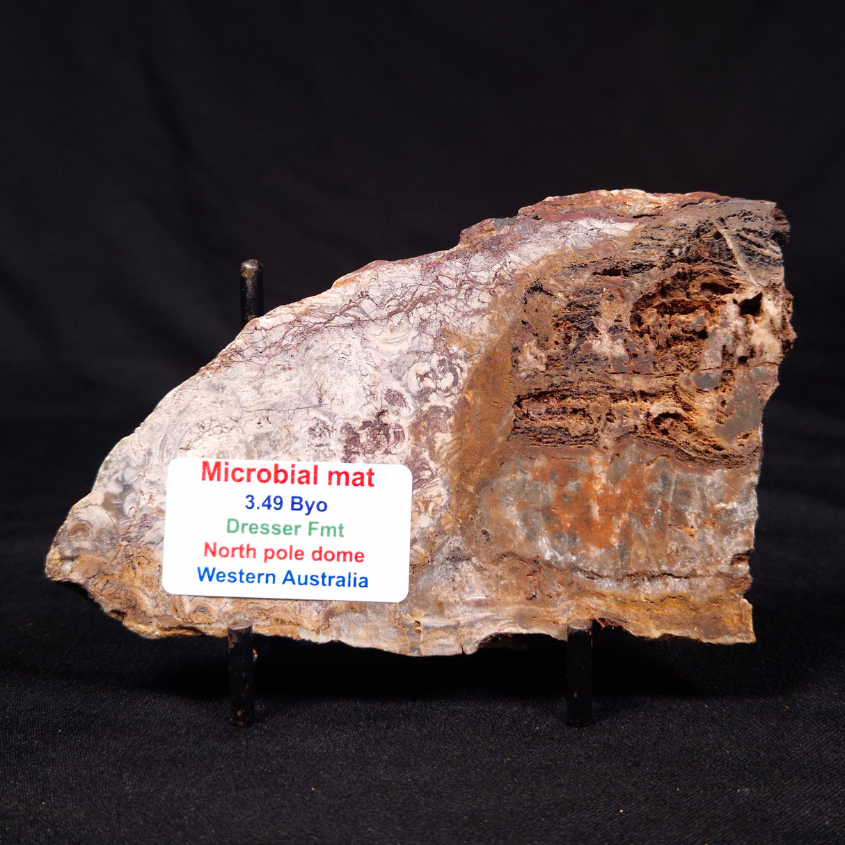 STROMATOLITE MICROBIAL MAT, Archean, Dresser Formation, Australia ZDF025