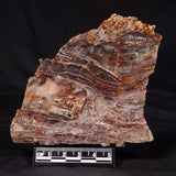 STROMATOLITE MICROBIAL MAT, Archean, Dresser Formation, Australia ZDF026