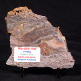 STROMATOLITE MICROBIAL MAT, Archean, Dresser Formation, Australia ZDF026