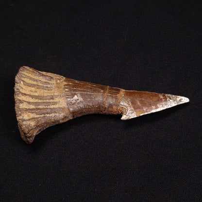SAWFISH ROSTRAL BARB FOSSIL, Late Cretaceous, Morocco XSF001