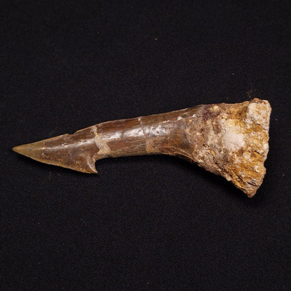 SAWFISH ROSTRAL BARB FOSSIL, Late Cretaceous, Morocco XSF002