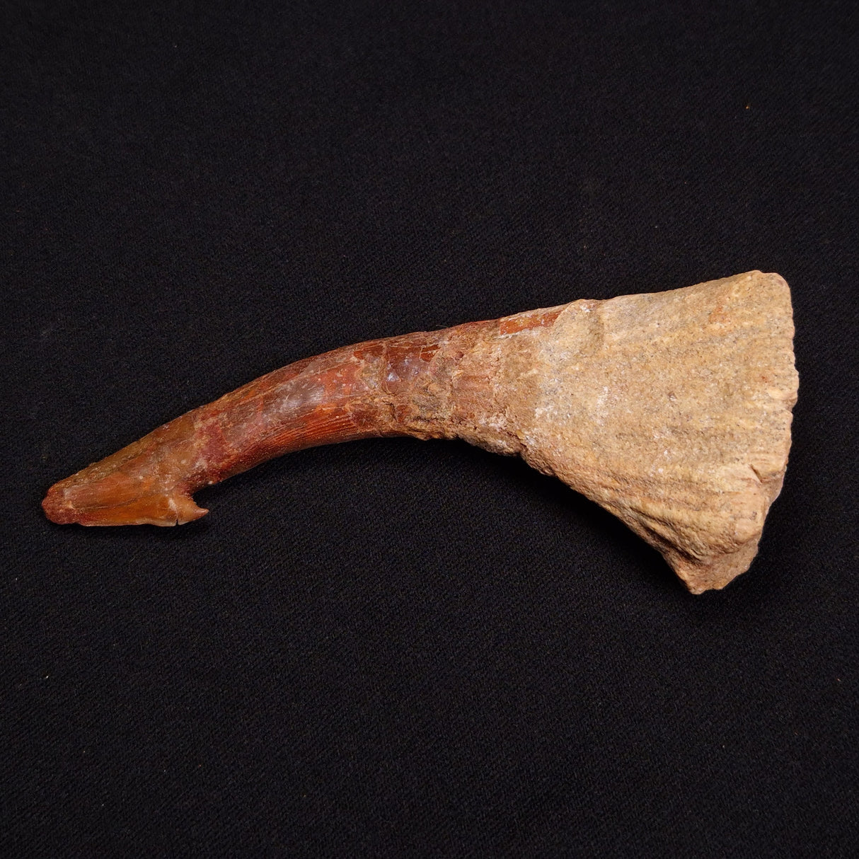 SAWFISH ROSTRAL BARB FOSSIL, Late Cretaceous, Morocco XSF003
