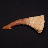 SAWFISH ROSTRAL BARB FOSSIL, Late Cretaceous, Morocco XSF003