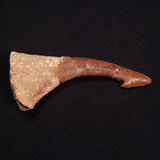 SAWFISH ROSTRAL BARB FOSSIL, Late Cretaceous, Morocco XSF003