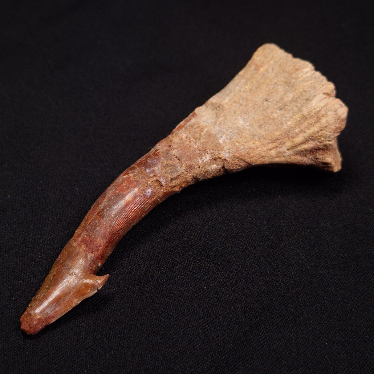 SAWFISH ROSTRAL BARB FOSSIL, Late Cretaceous, Morocco XSF003