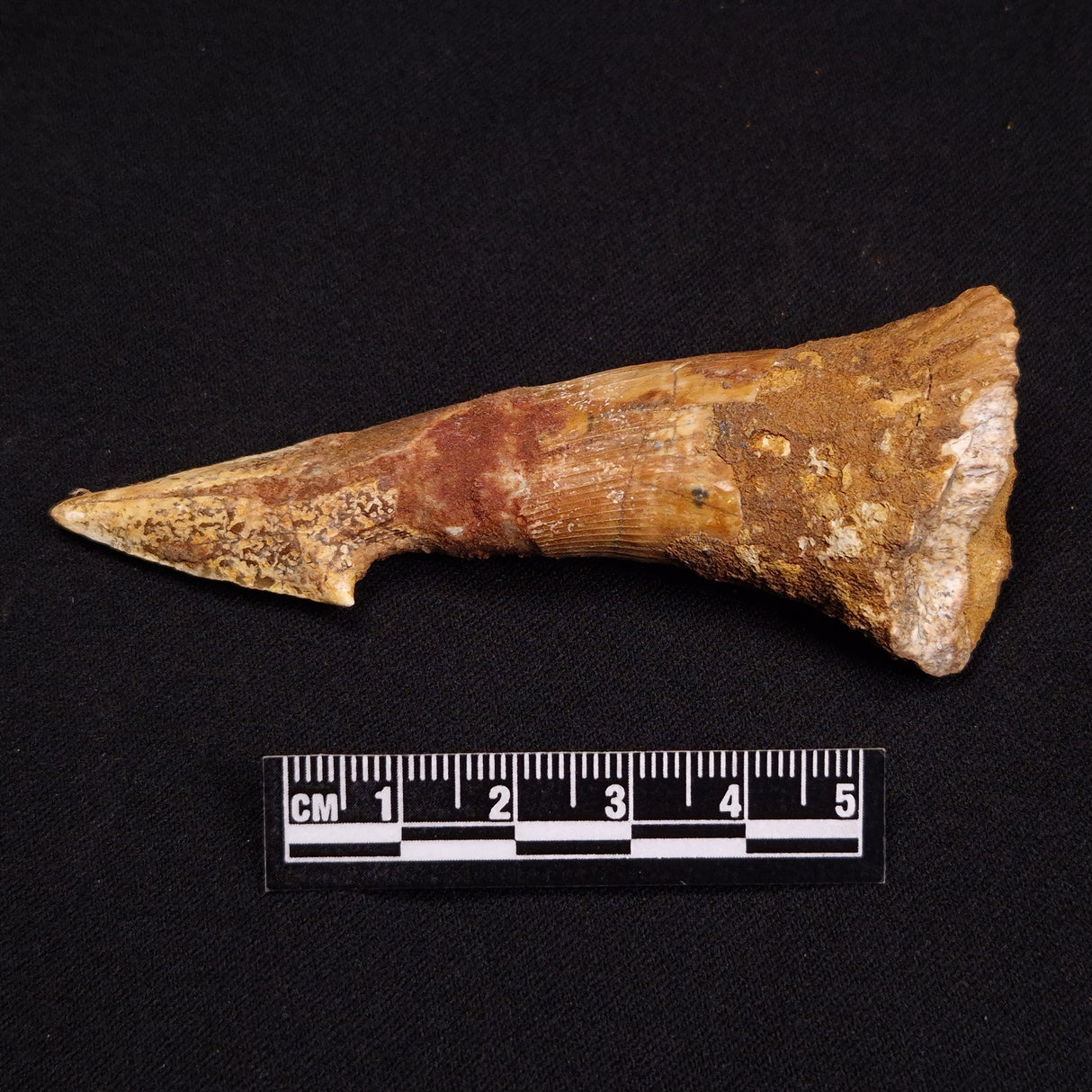 SAWFISH ROSTRAL BARB FOSSIL, Late Cretaceous, Morocco XSF004