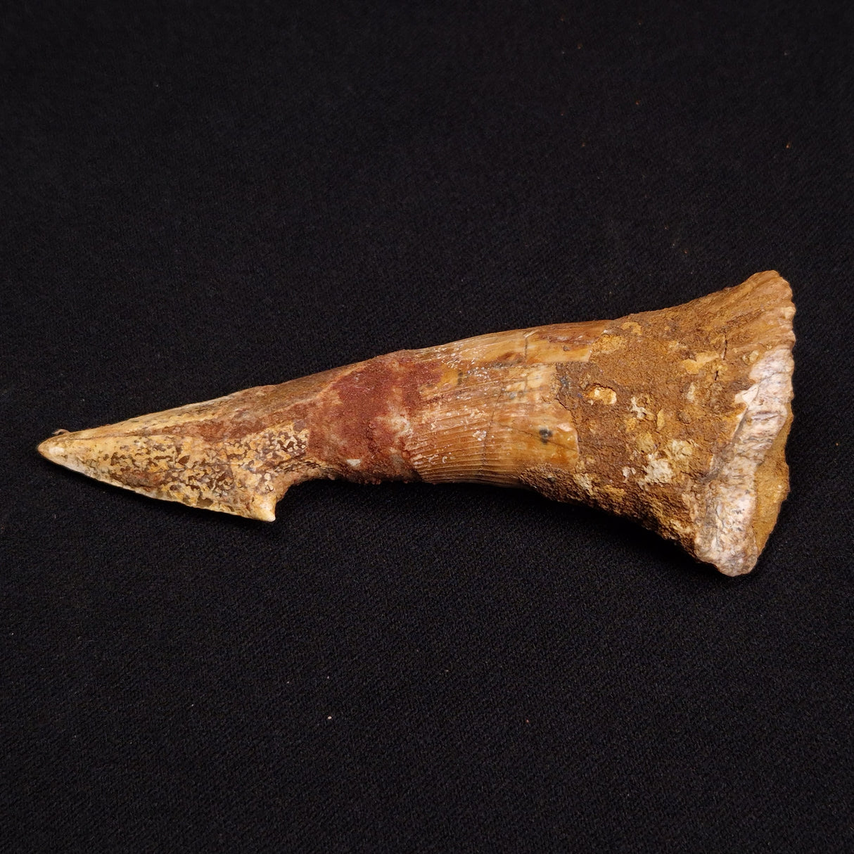 SAWFISH ROSTRAL BARB FOSSIL, Late Cretaceous, Morocco XSF004